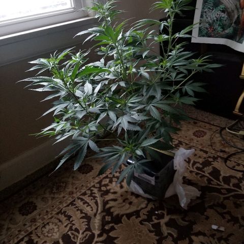 Gina growlog timeline photo