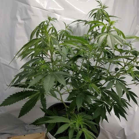 Gina growlog timeline photo