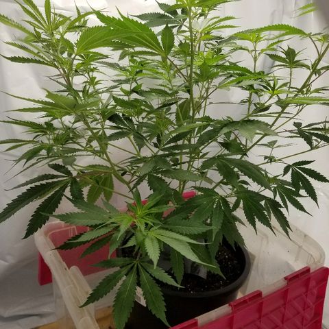 Gina growlog timeline photo