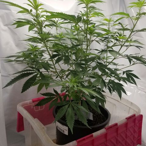 Gina growlog timeline photo