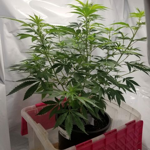 Gina growlog timeline photo
