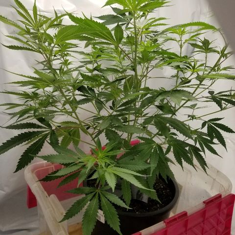 Gina growlog timeline photo