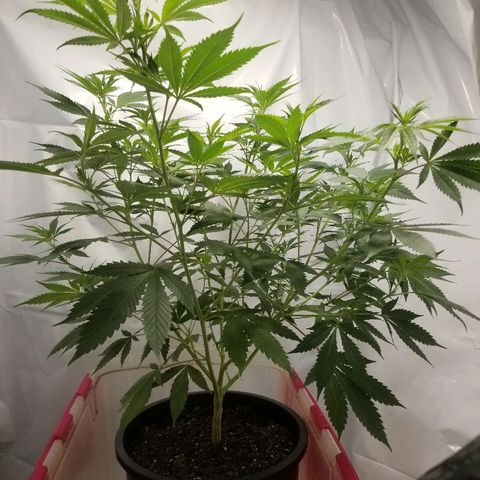 Gina growlog timeline photo