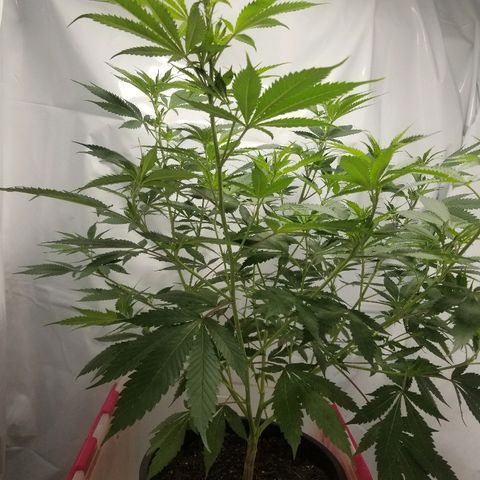 Gina growlog timeline photo