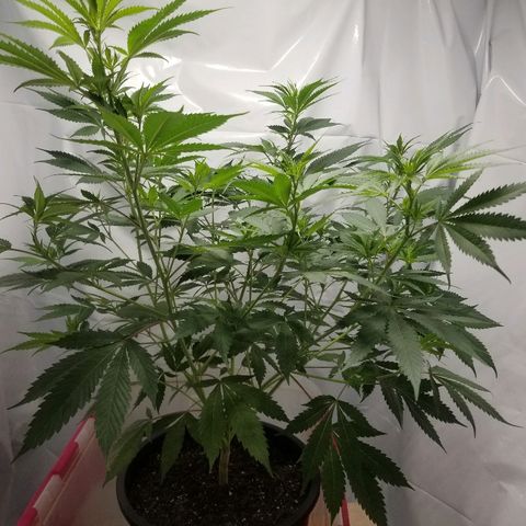 Gina growlog timeline photo
