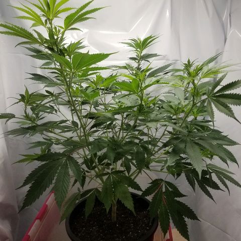 Gina growlog timeline photo
