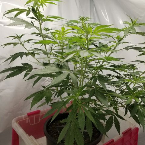 Gina growlog timeline photo