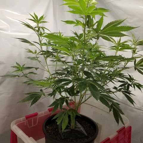 Gina growlog timeline photo