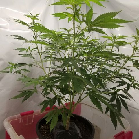 Gina growlog timeline photo