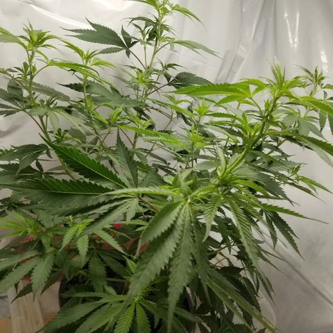 Gina growlog timeline photo