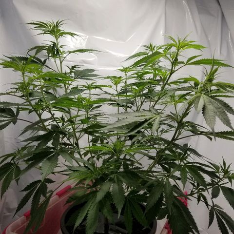 Gina growlog timeline photo