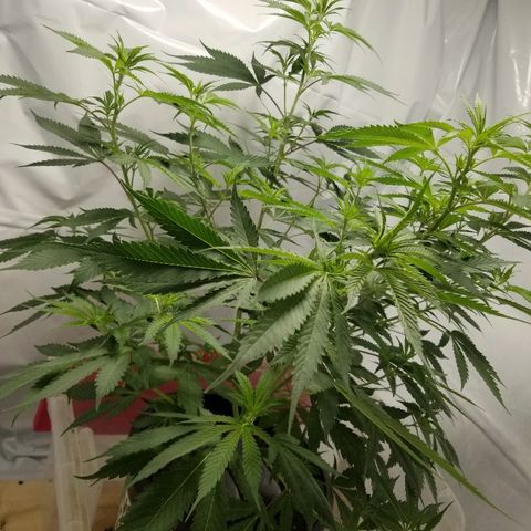 Gina growlog timeline photo