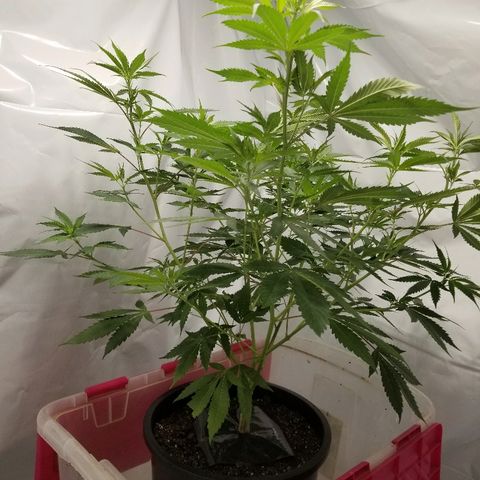 Gina growlog timeline photo