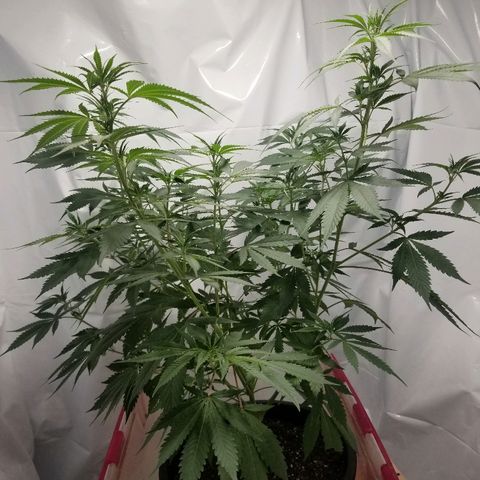 Gina growlog timeline photo
