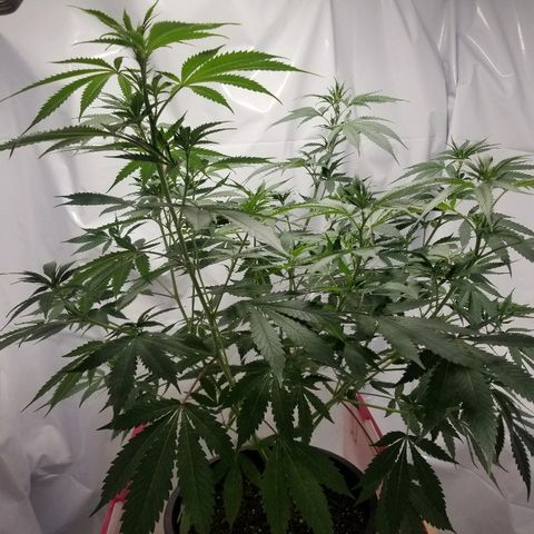 Gina growlog timeline photo