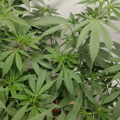 Gina growlog timeline photo
