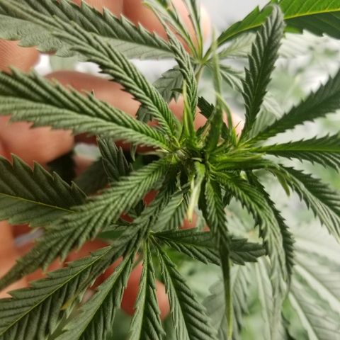 Gina growlog timeline photo