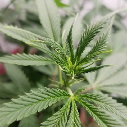 Gina growlog timeline photo