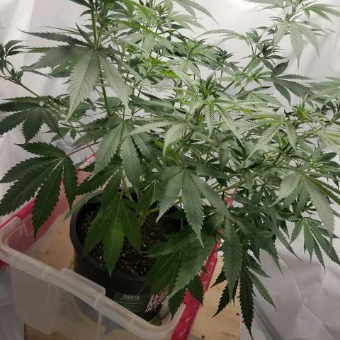 Gina growlog timeline photo