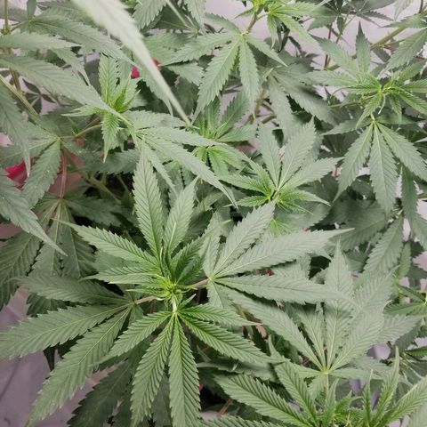 Gina growlog timeline photo