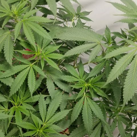 Gina growlog timeline photo