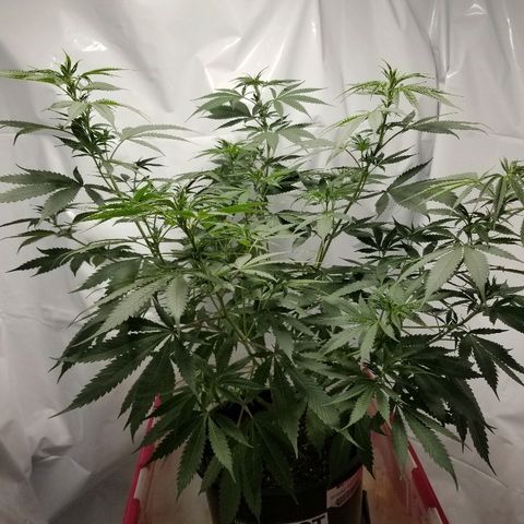 Gina growlog timeline photo