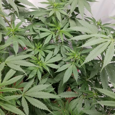 Gina growlog timeline photo