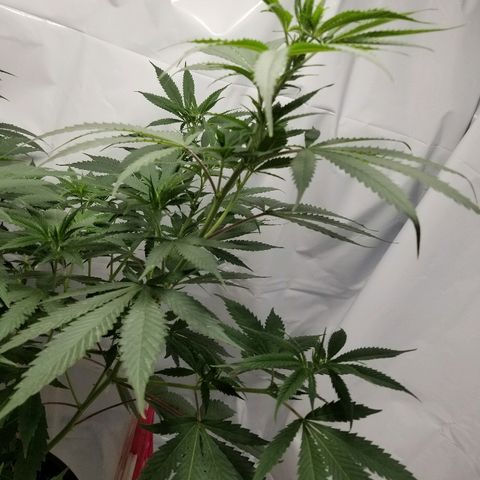 Gina growlog timeline photo