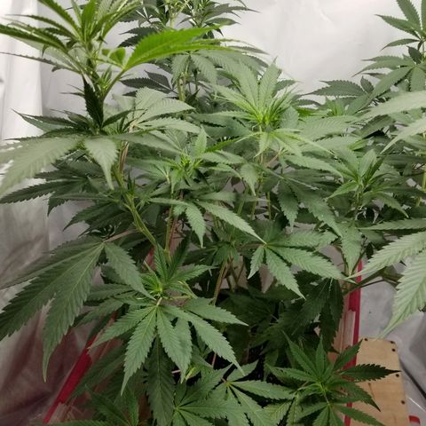 Gina growlog timeline photo