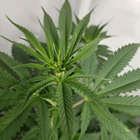 Gina growlog timeline photo