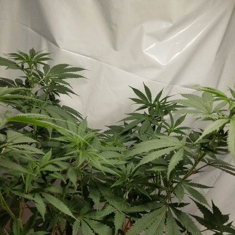 Gina growlog timeline photo