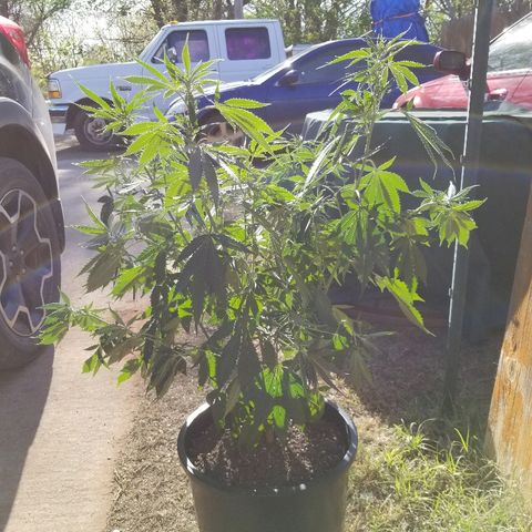 Gina growlog photo: I think she is thirsty. Time to water tonight. Watered at 6:30 last week so we will keep it all the same.