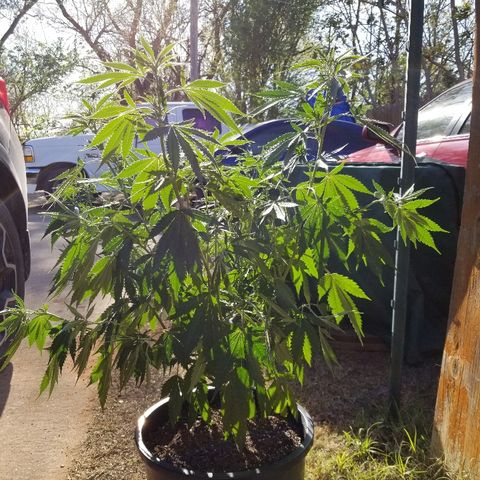 Gina growlog photo: I think she is thirsty. Time to water tonight. Watered at 6:30 last week so we will keep it all the same.