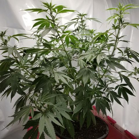 Gina growlog photo: Right after water