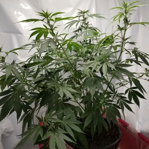 Gina growlog timeline photo