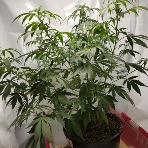 Gina growlog photo: 2.5 hrs after water