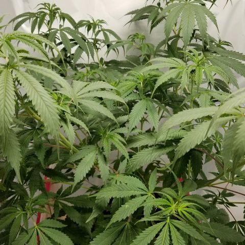 Gina growlog photo: 2.5 hrs after water