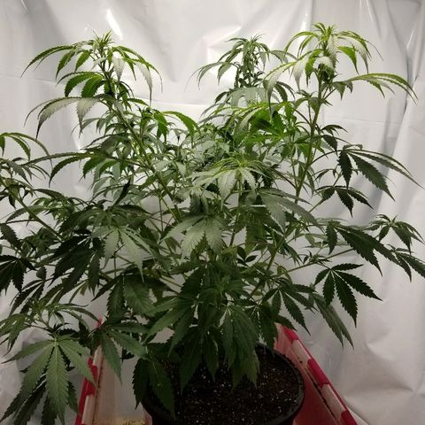 Gina growlog photo: 2.5 hrs after water