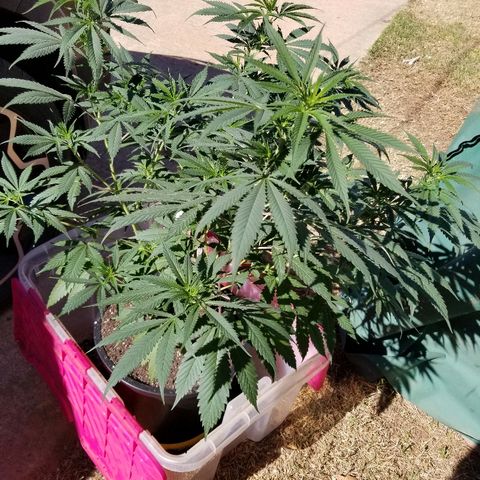 Gina growlog timeline photo