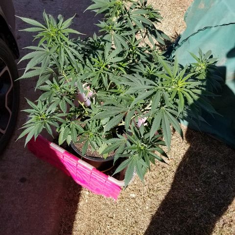 Gina growlog timeline photo