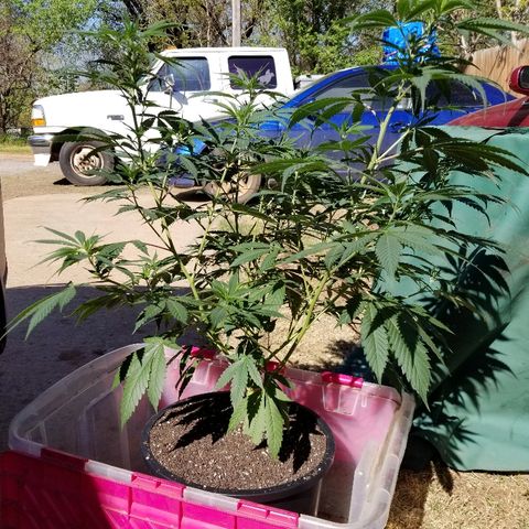 Gina growlog timeline photo
