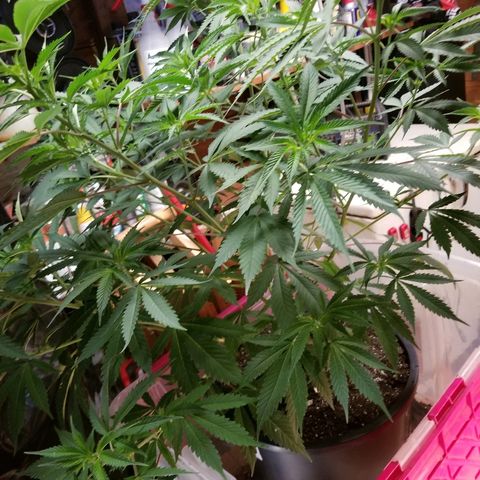 Gina growlog timeline photo