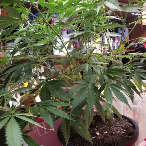 Gina growlog timeline photo