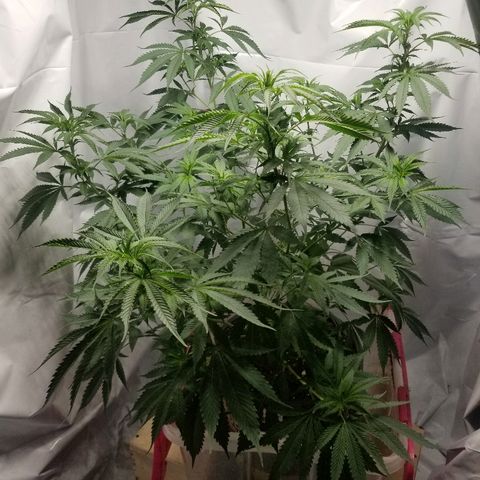 Gina growlog timeline photo