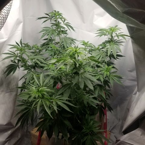 Gina growlog timeline photo