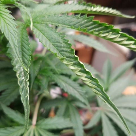Gina growlog photo: Moved light further away