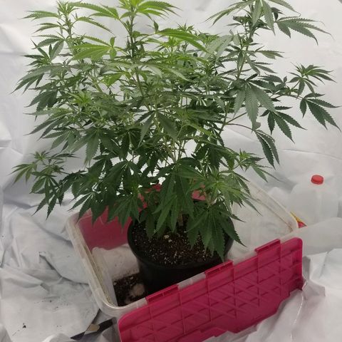 Gina growlog timeline photo