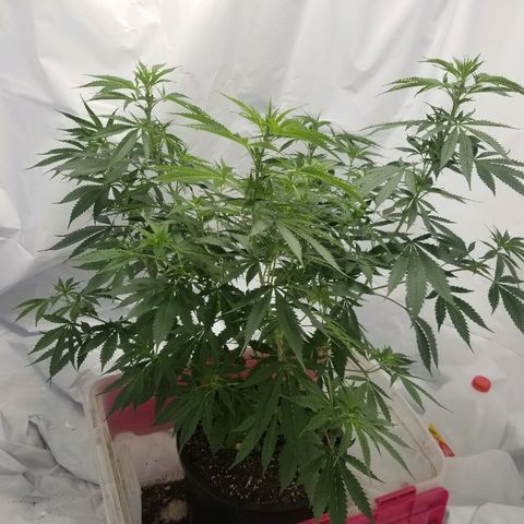 Gina growlog timeline photo
