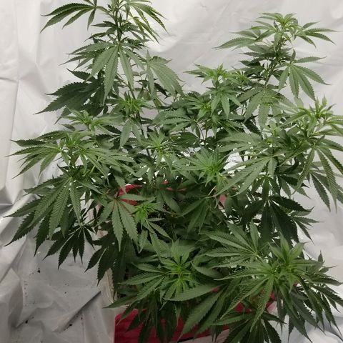 Gina growlog timeline photo