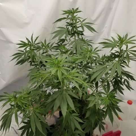 Gina growlog timeline photo